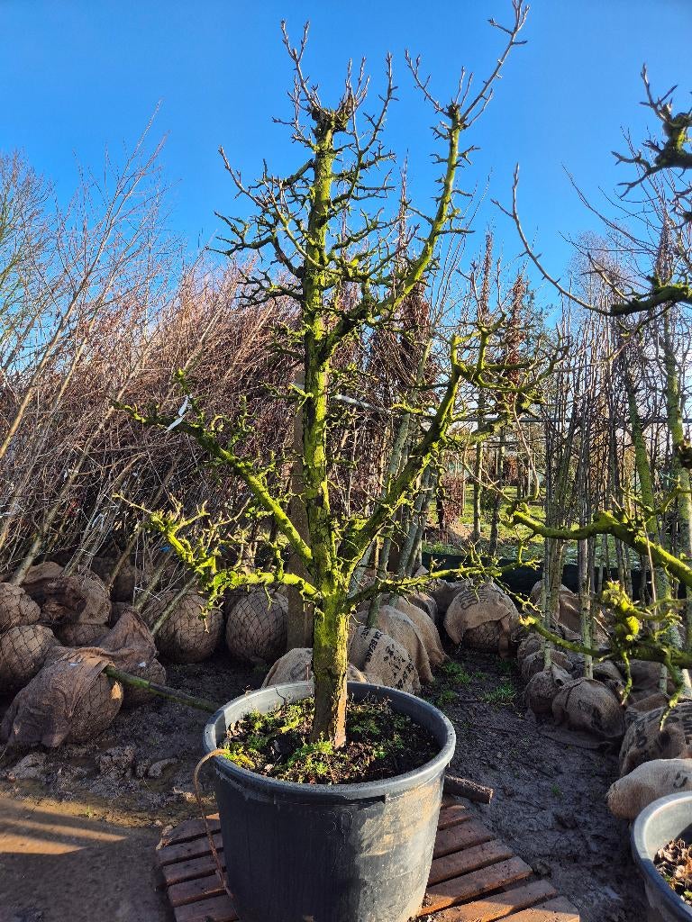 fruchtbomen, Ophalen of Verzenden, Minder dan 100 cm, Lente