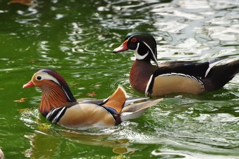 Diverse soorten sier EENDEN en GANZEN, zie advertentie!, Dieren en Toebehoren, Pluimvee, Meerdere dieren, Eend