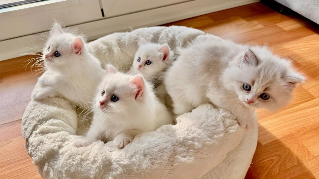 Britse Langhaar Kitten  2 poesjes en 2 katertjes, Meerdere dieren