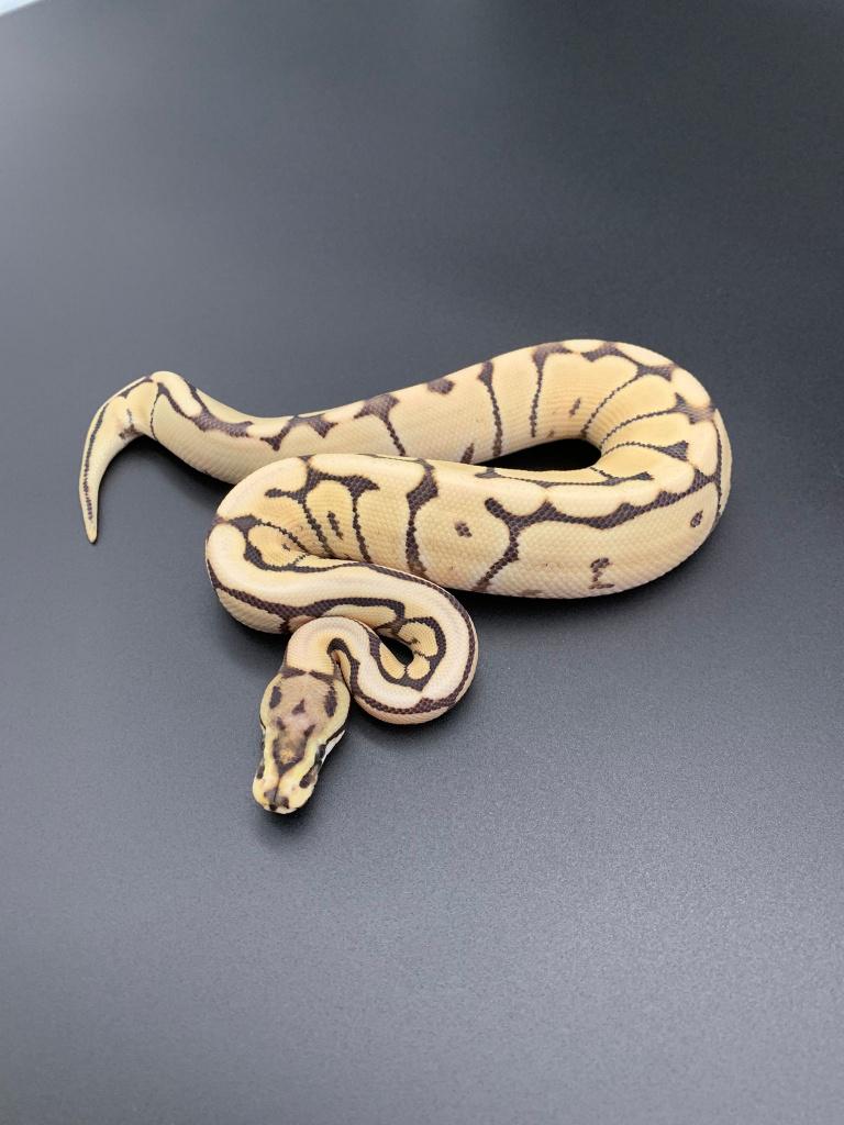 1.0 spider mojave desert ghost python regius Ball Python - male for sale from DemonSnakes