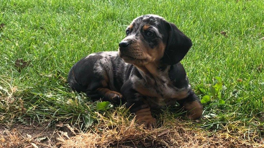 Teckel pups te koop, Dieren en Toebehoren, 8 tot 15 weken, Korthaar, Dwerg, Meerdere