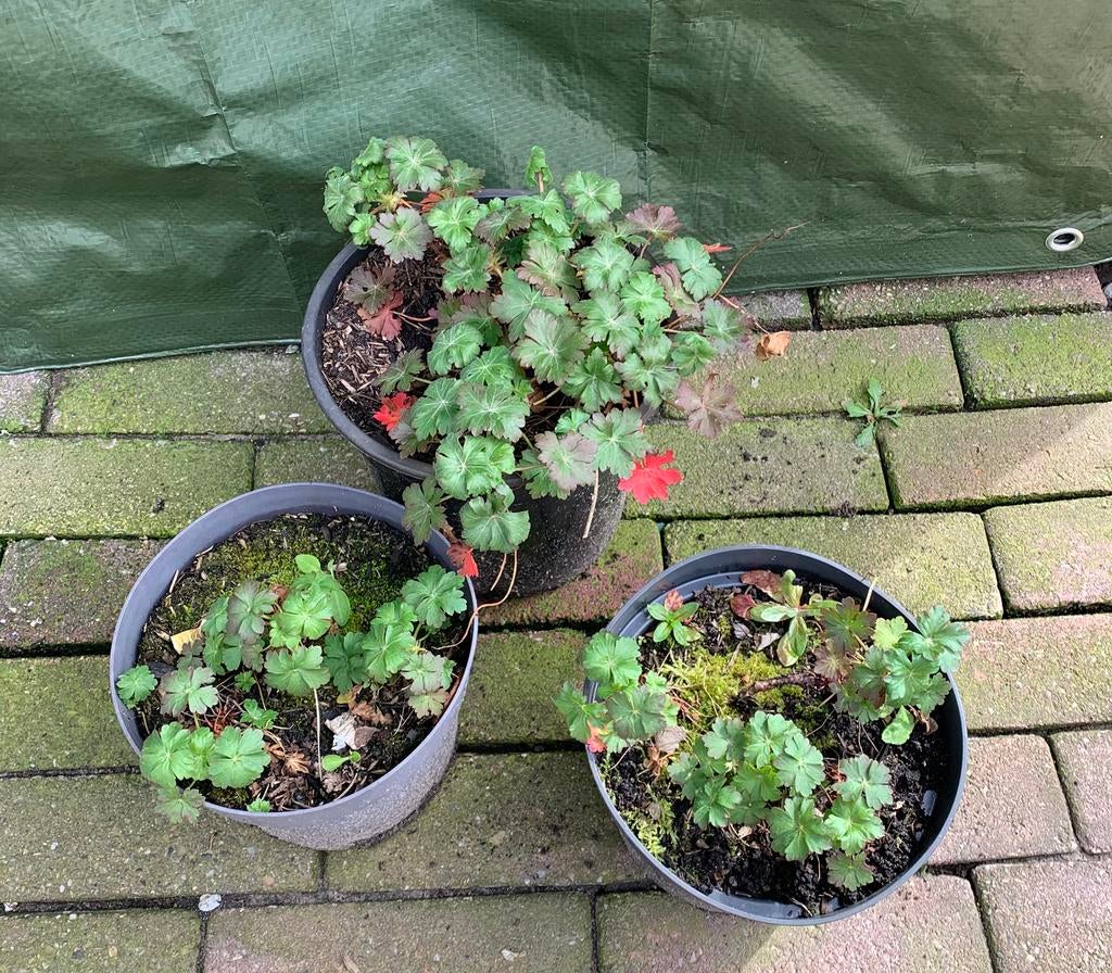 Te koop diverse vaste planten vanaf €1,50 al een leuke plant, Tuin en Terras, Planten | Tuinplanten, Ophalen, Overige soorten