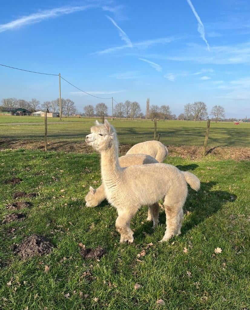 Te  koop : Alpaca Voorstehoeve Pauline, Dieren en Toebehoren, Overige Dieren, Juni, Vrouwelijk