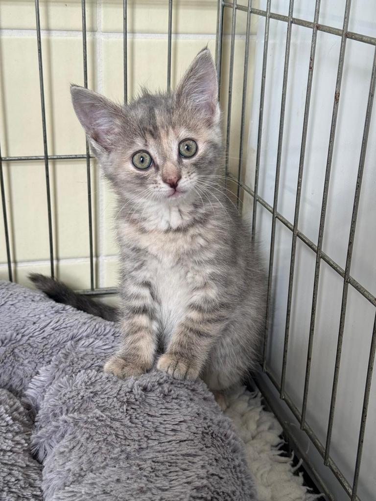 Prachtige kittens mogen verhuizen, Dieren en Toebehoren, Katten en Kittens | Overige Katten, Meerdere dieren