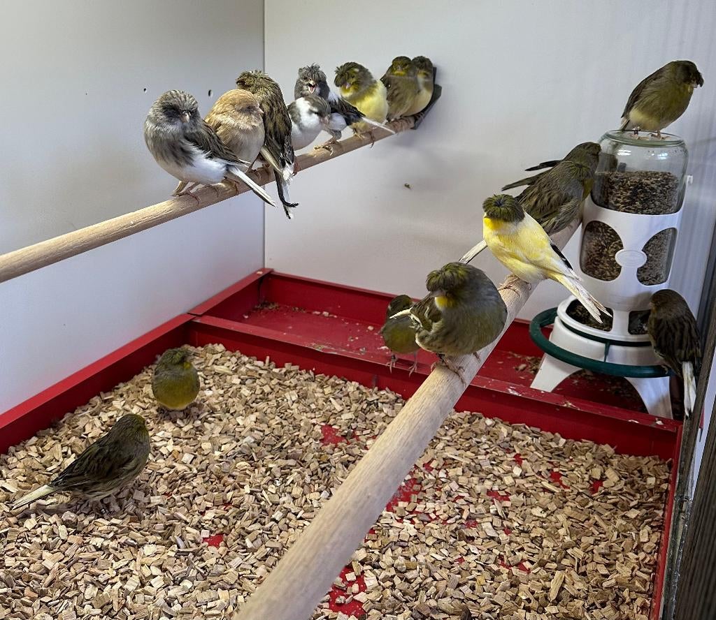 Gloster kanaries, Dieren en Toebehoren, Meerdere dieren, Kleurkanarie