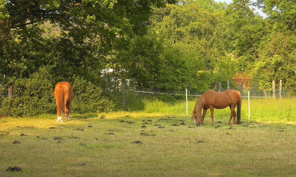 Weide en stalling, Weidegang, 2 of 3 paarden of pony's