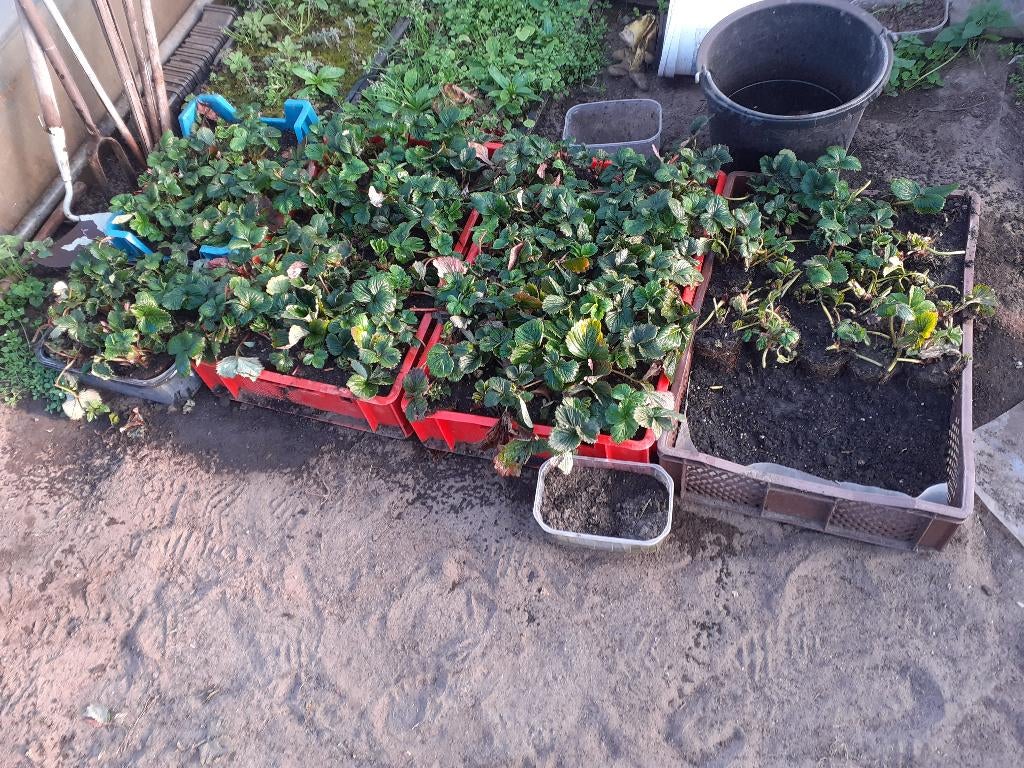 aardbeiplanten, Tuin en Terras, Ophalen, Overige soorten, Volle zon