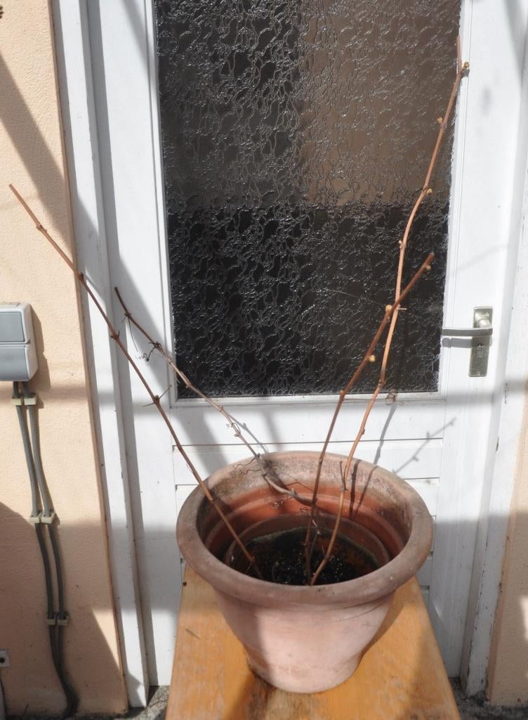 Boskoop Glory of Glorie, blauwe druif, Ophalen, 400 cm of meer, In pot, Overige soorten