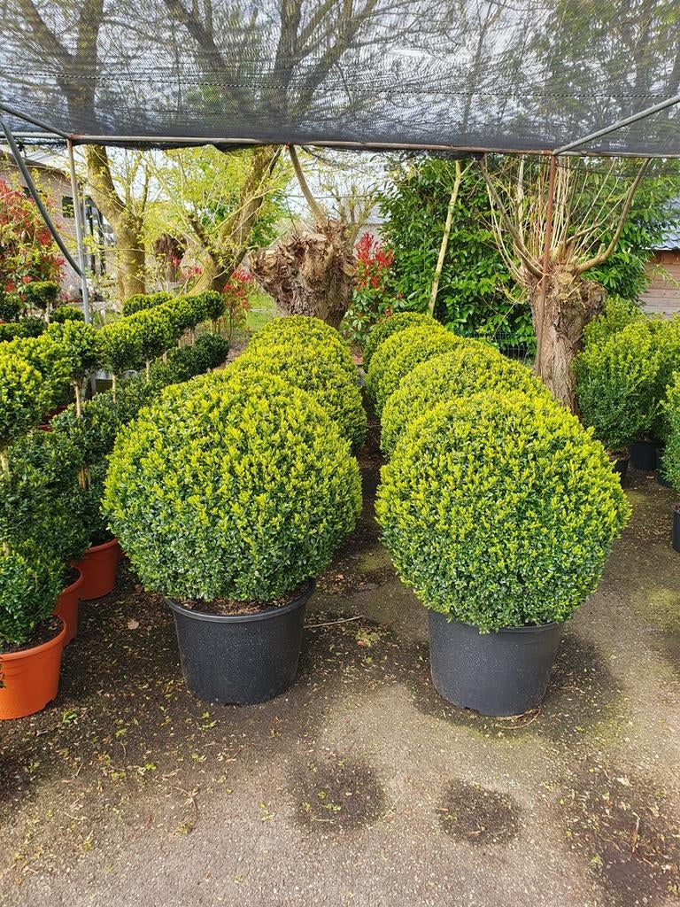 Mooie buxus bollen, Ophalen, Bloeit niet, Overige soorten, Volle zon