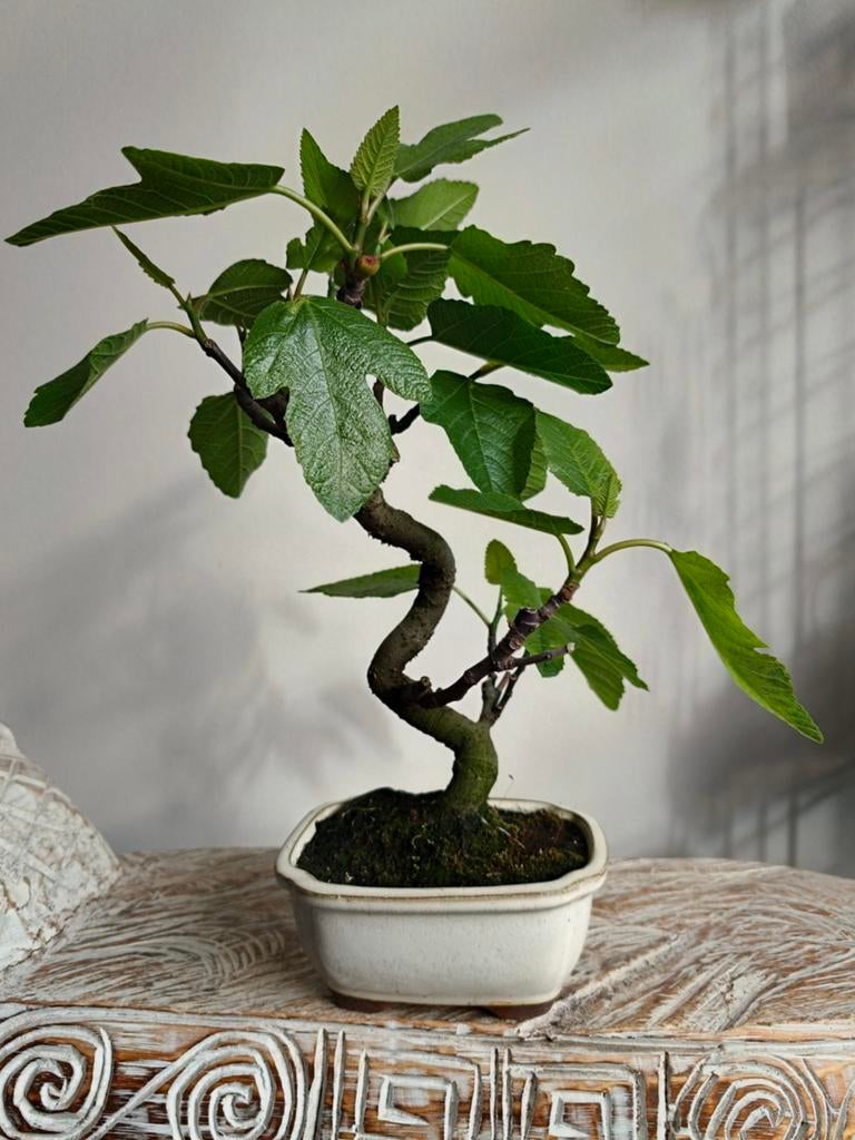 Ficus Carica 'Vijg' bonsai, Bloeit niet, Halfschaduw, Minder dan 100 cm, Overige soorten
