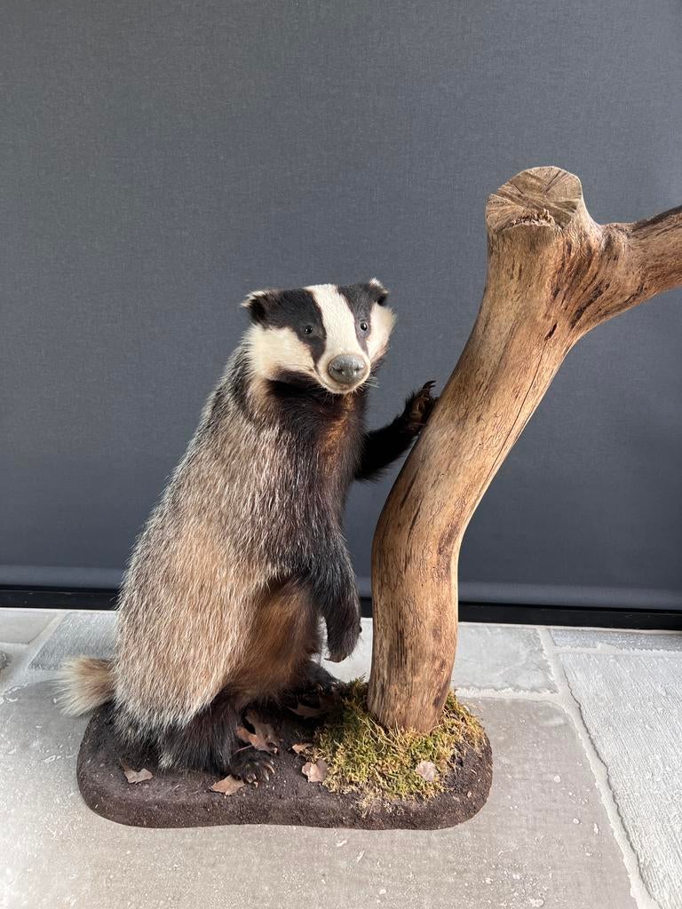 Opgezette das taxidermie preparaat, Ophalen of Verzenden, Nieuw, Wild dier, Opgezet dier