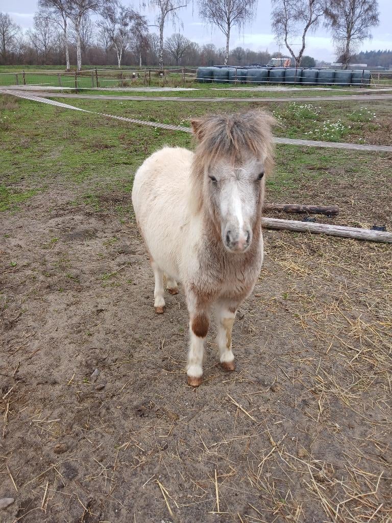 minipony, Niet van toepassing, 0 tot 2 jaar, A pony (tot 1.17m), Merrie