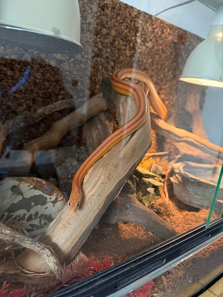 Rode Rattenslang incl. Terrarium en alle toebehoren.