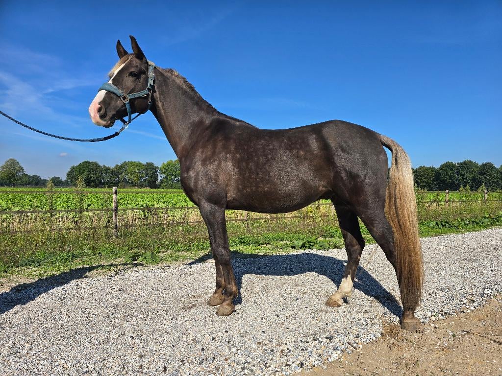 Rocky Mountain Horse gangenpaard ruin 7 jaar, Minder dan 160 cm, Met stamboom, Ruin, Niet van toepassing