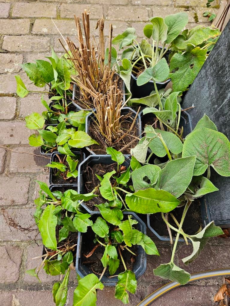 Diverse tuinplanten: Persicaria, Phlomis, Pennisetum, Volle zon, Vaste plant, Siergrassen, Ophalen of Verzenden