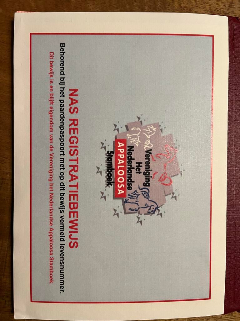 Bruine hengst met Appaloosa stamboek papier, Dieren en Toebehoren, Pony's, Niet van toepassing, 0 tot 2 jaar, Hengst, A pony (tot 1.17m)