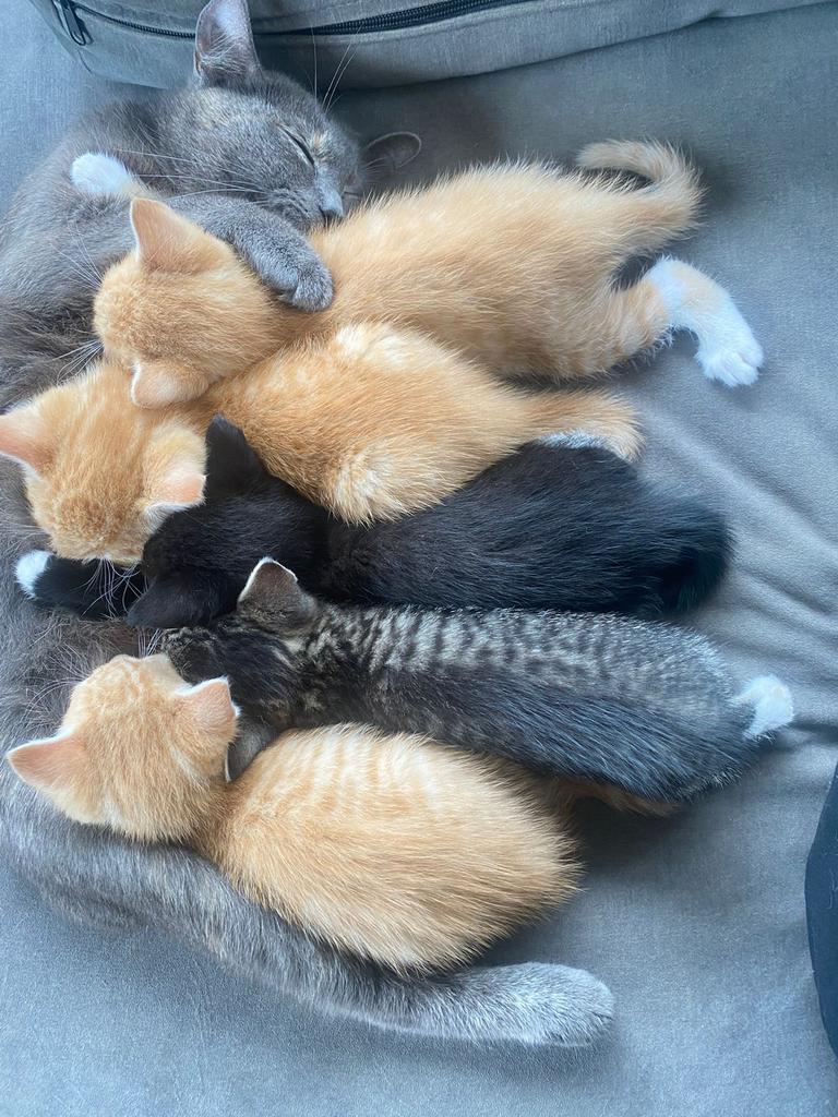 Kittens zoeken nieuw thuis, Hobby en Vrije tijd, Borduren en Borduurmachines, Ophalen, Nieuw, Borduurpakket