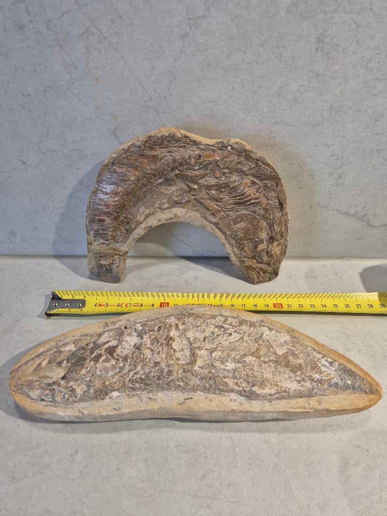 Fossielen van 2 vissen, Verzamelen, Mineralen en Fossielen, Ophalen of Verzenden, Fossiel