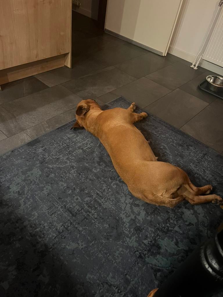 Amerikaanse staffort  (teefje ) HELP !!!, Ophalen of Verzenden, Zo goed als nieuw