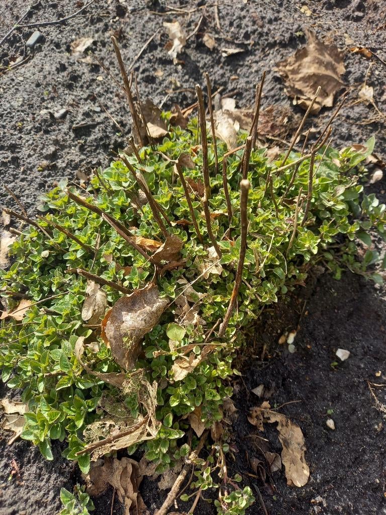 Biologische oregano, salie en 10 aardbeiplantjes, Ophalen of Verzenden, Overige soorten, Minder dan 100 cm