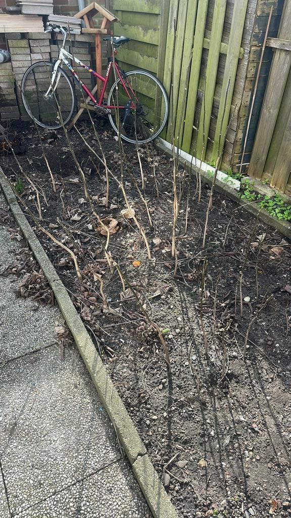 Walnoten, Ophalen of Verzenden, Zo goed als nieuw, Minder dan 10 meter