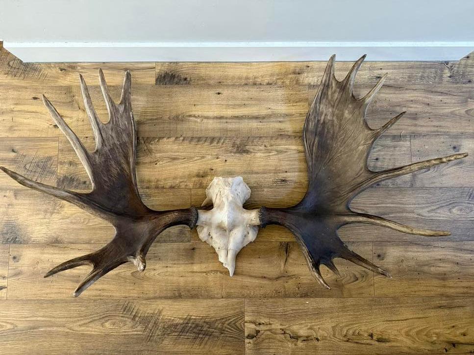 Replica Eland Gewei - 120 x 75 cm, Ophalen