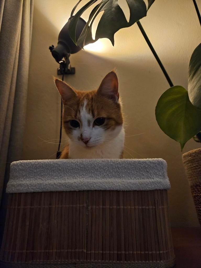 Rode poes, Dieren en Toebehoren, Katten en Kittens | Overige Katten, Poes, Kortharig, 6 jaar of ouder