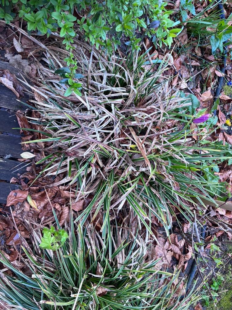 Gratis 2 carex planten, Ophalen, Siergrassen, Halfschaduw