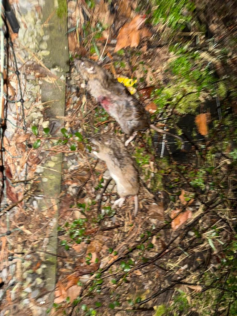 Ratten bestrijding, Muizen of Ratten