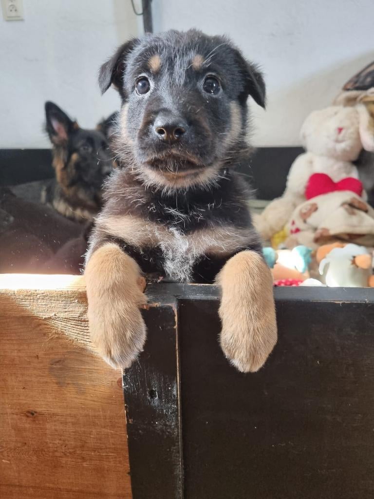 Duitse herder x husky pups!!, 8 tot 15 weken, Parvo, Meerdere, Meerdere dieren