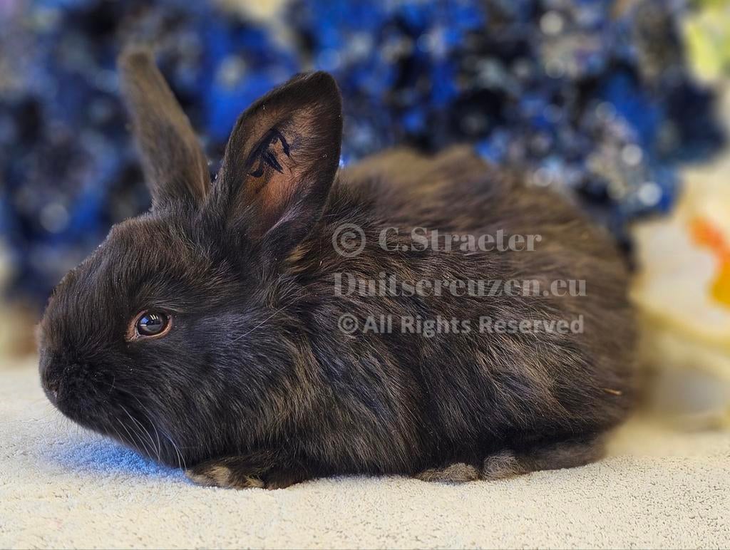 Duitse reuzen XXL lijn, Meerdere dieren, Groot, 0 tot 2 jaar