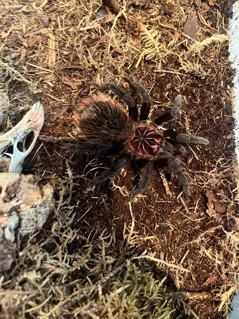 Xenesthis intermedia, Dieren en Toebehoren, Insecten en Spinnen, Spin of Schorpioen