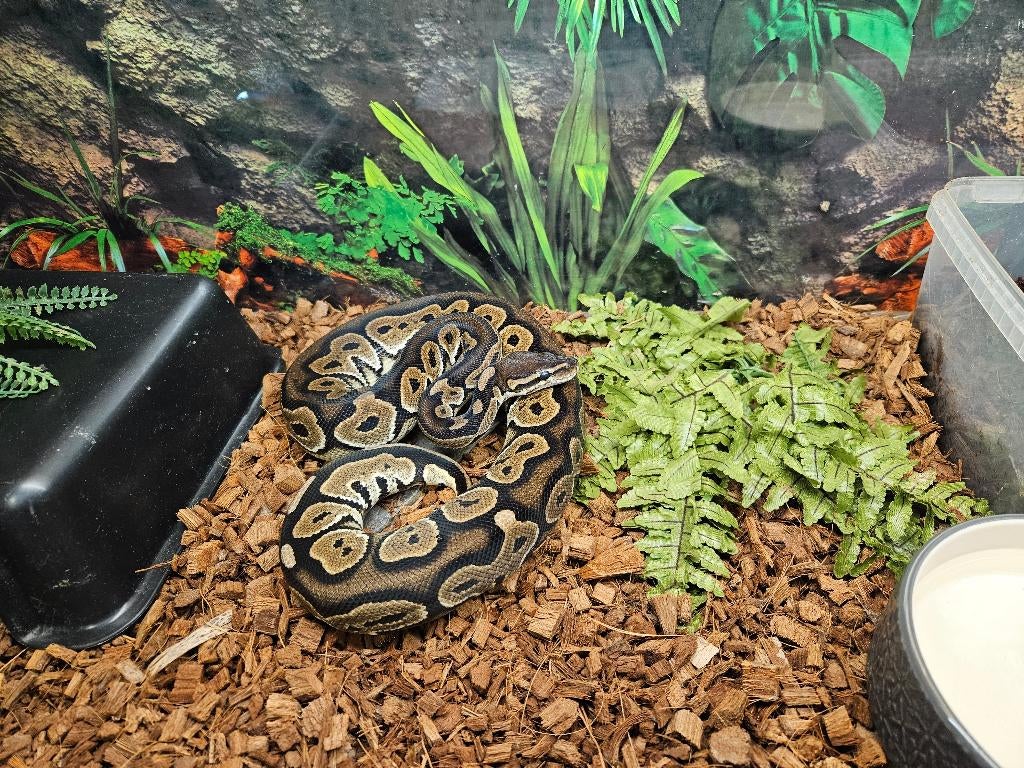 Python Regius Konings Python Morphs, Slang, 0 tot 2 jaar