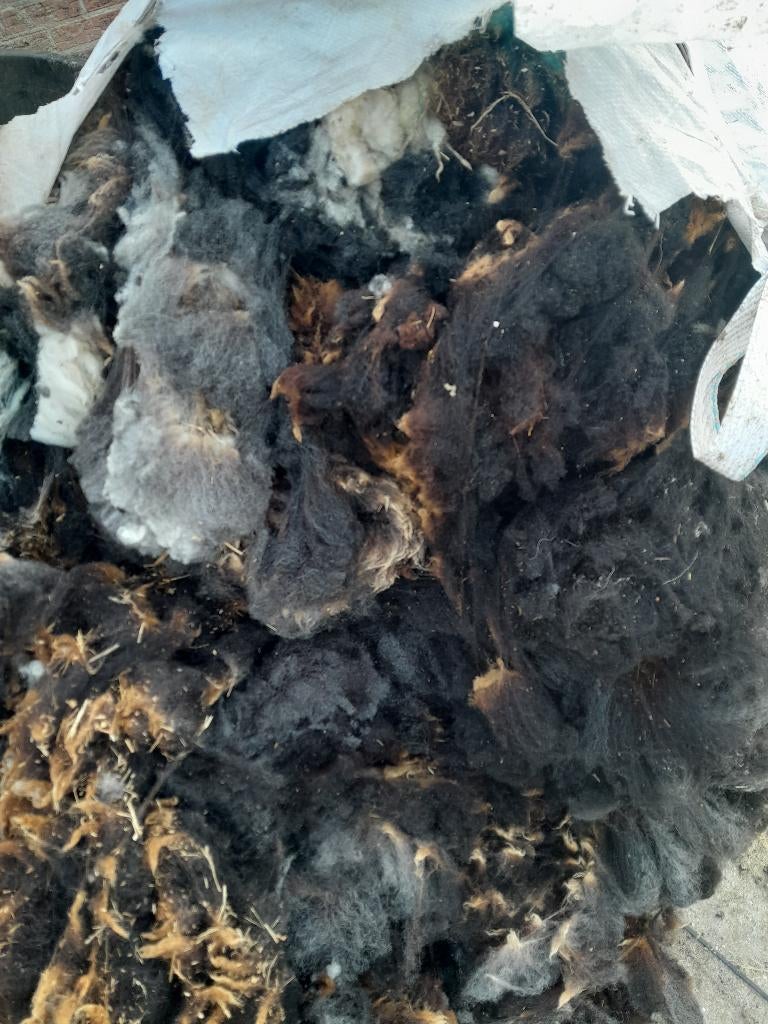 Schapenwol (gratis), Hobby en Vrije tijd, Overige Hobby en Vrije tijd, Ophalen