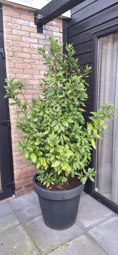Keuken laurier in pot, Ophalen, Laurier, 100 tot 250 cm