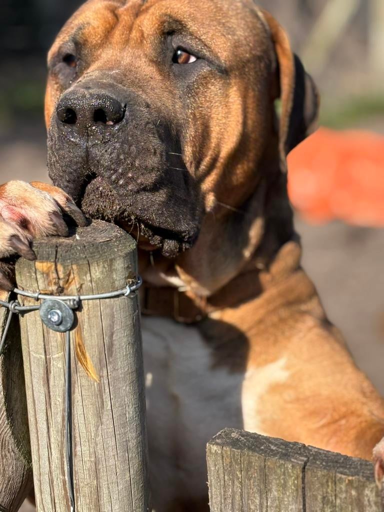 Bully xl zoekt oppas