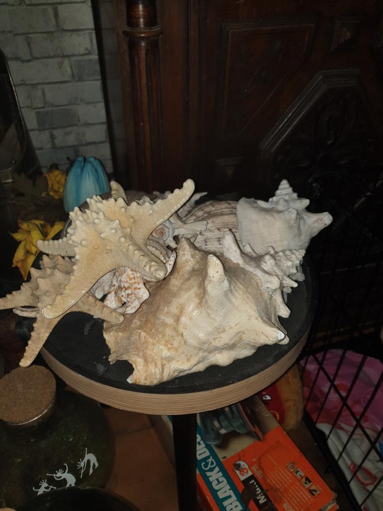 Grote schelpen en grote zeesterren, Ophalen, Schelp(en)