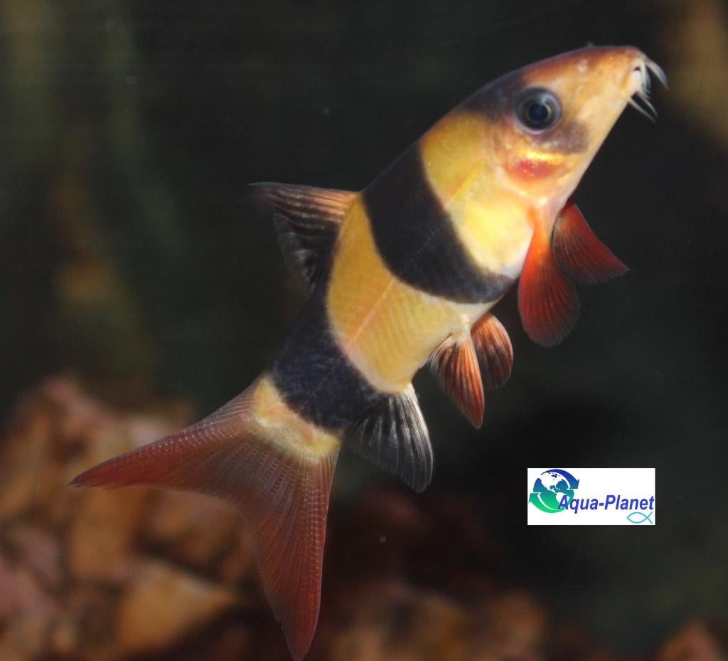 Clownbotia, Vis, Zoetwatervis, Schoolvis