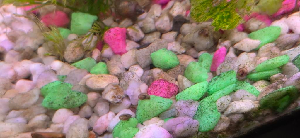 Posthoornslakken baby's, Ophalen, Nieuw