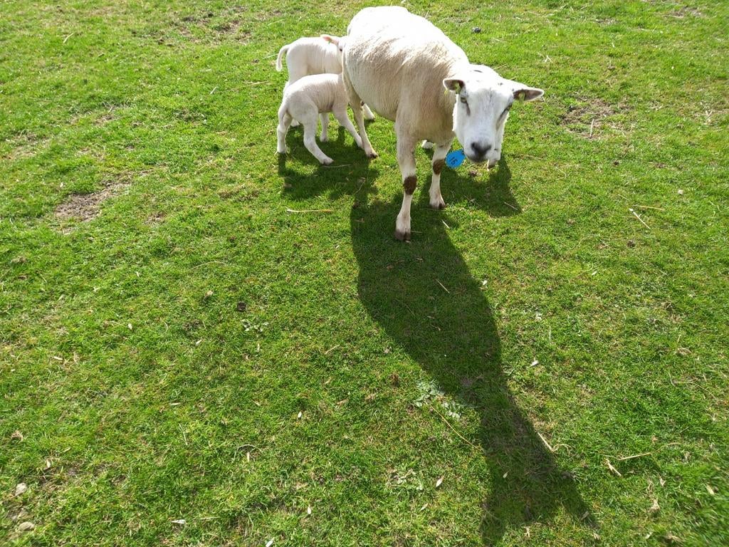 Schaap met lammen, Meerdere dieren, Schaap
