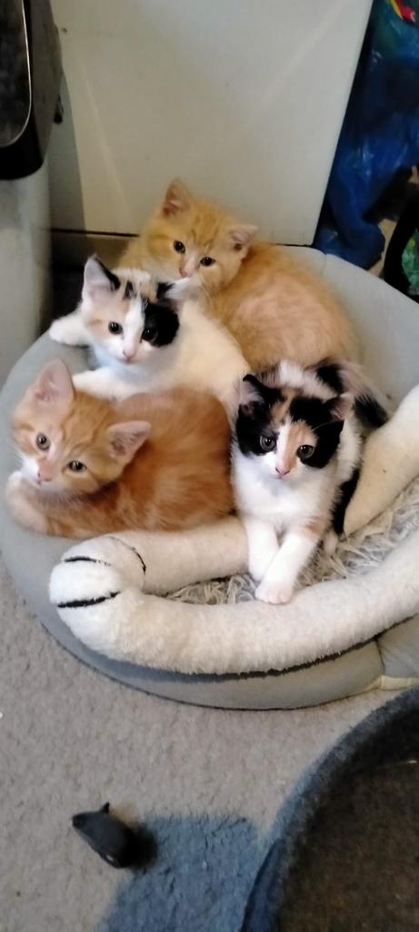 Lieve en sociale kittens, Dieren en Toebehoren, Katten en Kittens | Overige Katten, Meerdere dieren
