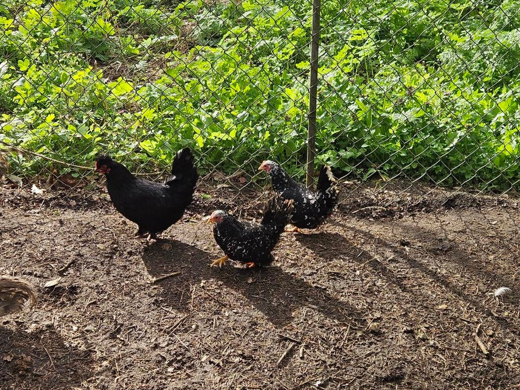 Diverse hennen, Dieren en Toebehoren, Pluimvee, Vrouwelijk, Kip