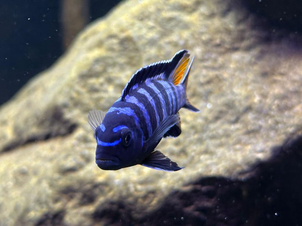 Pseudotropheus Mpanga( malawi cichlide / eigen foto’s), Vis