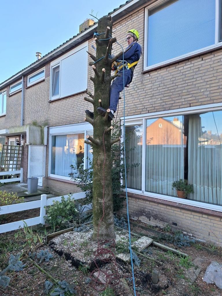 Bomen verwijderen, boom snoeien. Zuid-Holland, Diensten en Vakmensen, Tuinmannen en Stratenmakers
