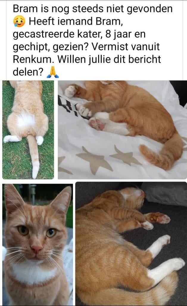 Vermist sinds 22-8-25, gecastreerde en gechipte kater Bram, Dieren en Toebehoren