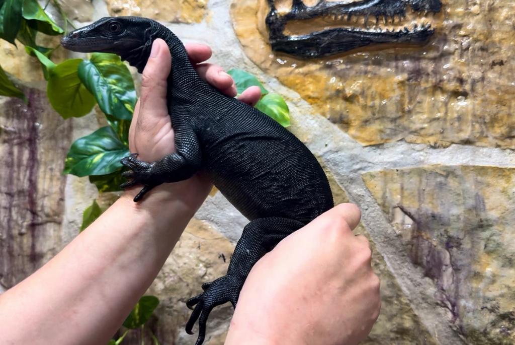 Nakweek 24 en 25 Black dragon - Varanus salvator, Hagedis, 0 tot 2 jaar