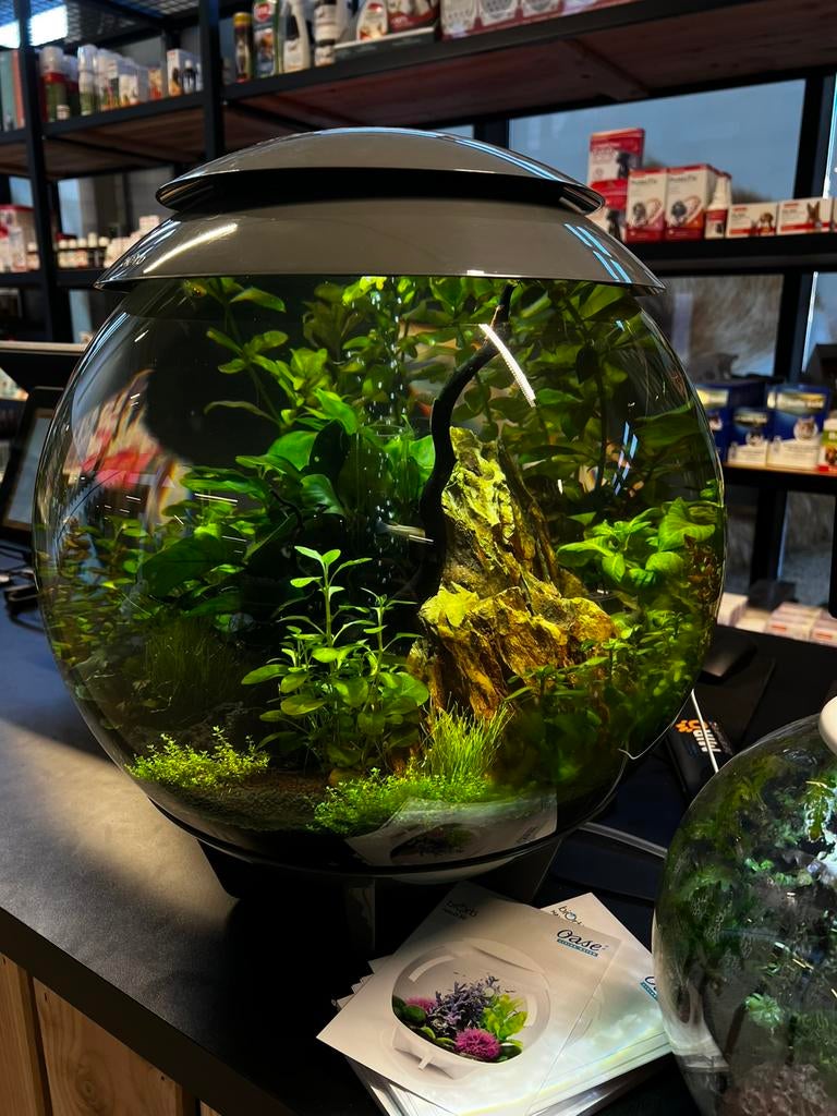 Biorb Halo 30, 60, Ophalen, Nieuw, Gevuld zoetwateraquarium
