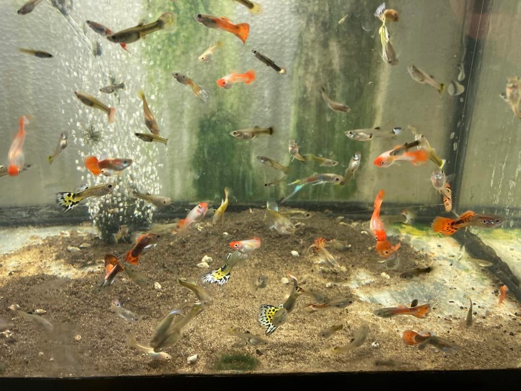 Guppys guppen endlers kohaku gup koi aquarium vissen binnen, Dieren en Toebehoren, Vissen | Aquariumvissen, Vis, Zoetwatervis
