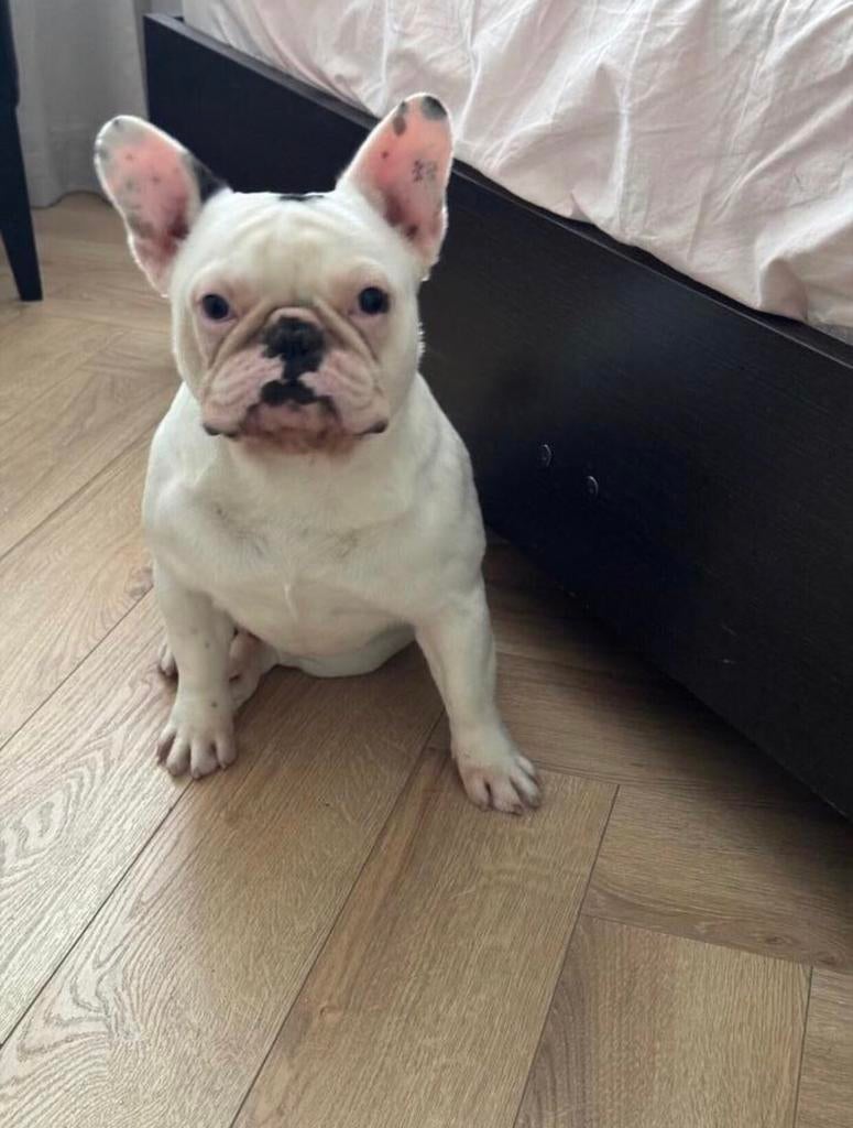 Franse Bulldog gezocht. Waar is Ducatti?, Dieren en Toebehoren, Honden | Bulldogs, Pinschers en Molossers, Reu, CDV (hondenziekte)
