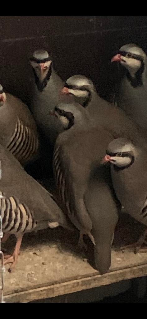 Chukar  / patrijs  /. Haan  / keklik, Mannelijk